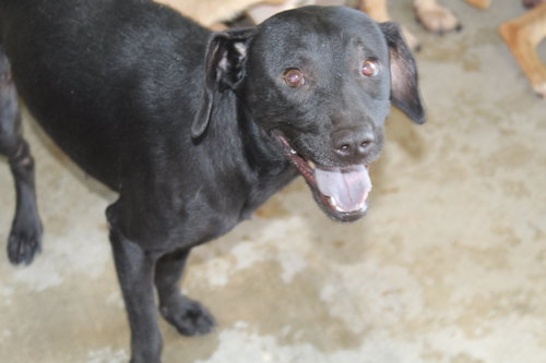 WANDA - Spaniel available for adoption