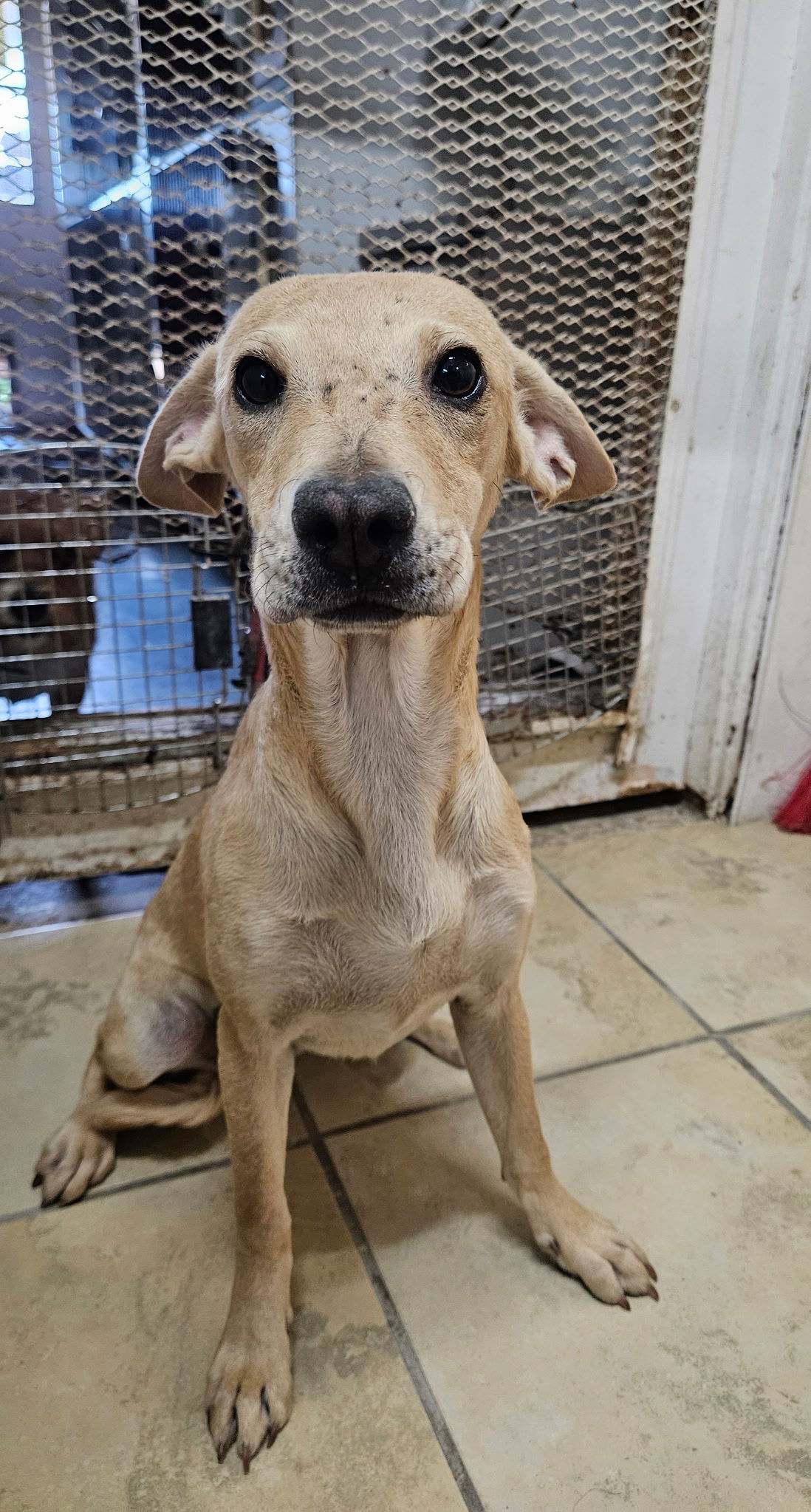 adoptable Dog in El Centro, CA named Cherry