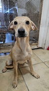 adoptable Dog in  named Cherry
