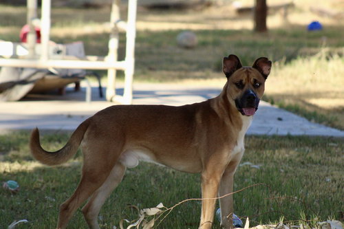 LUCA - Boxer / Husky available for adoption