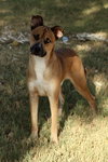 Luca - Photo 3
