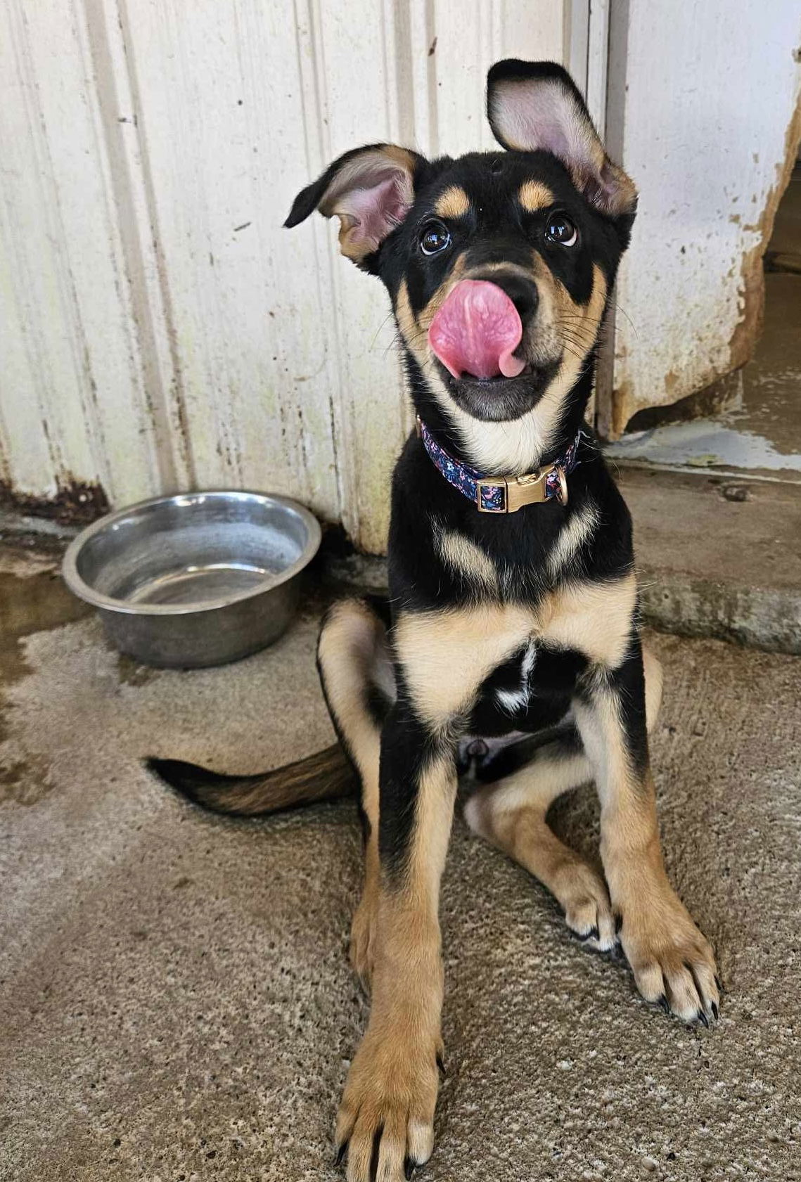 adoptable Dog in El Centro, CA named Lotus