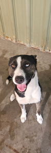 adoptable Dog in  named Monty