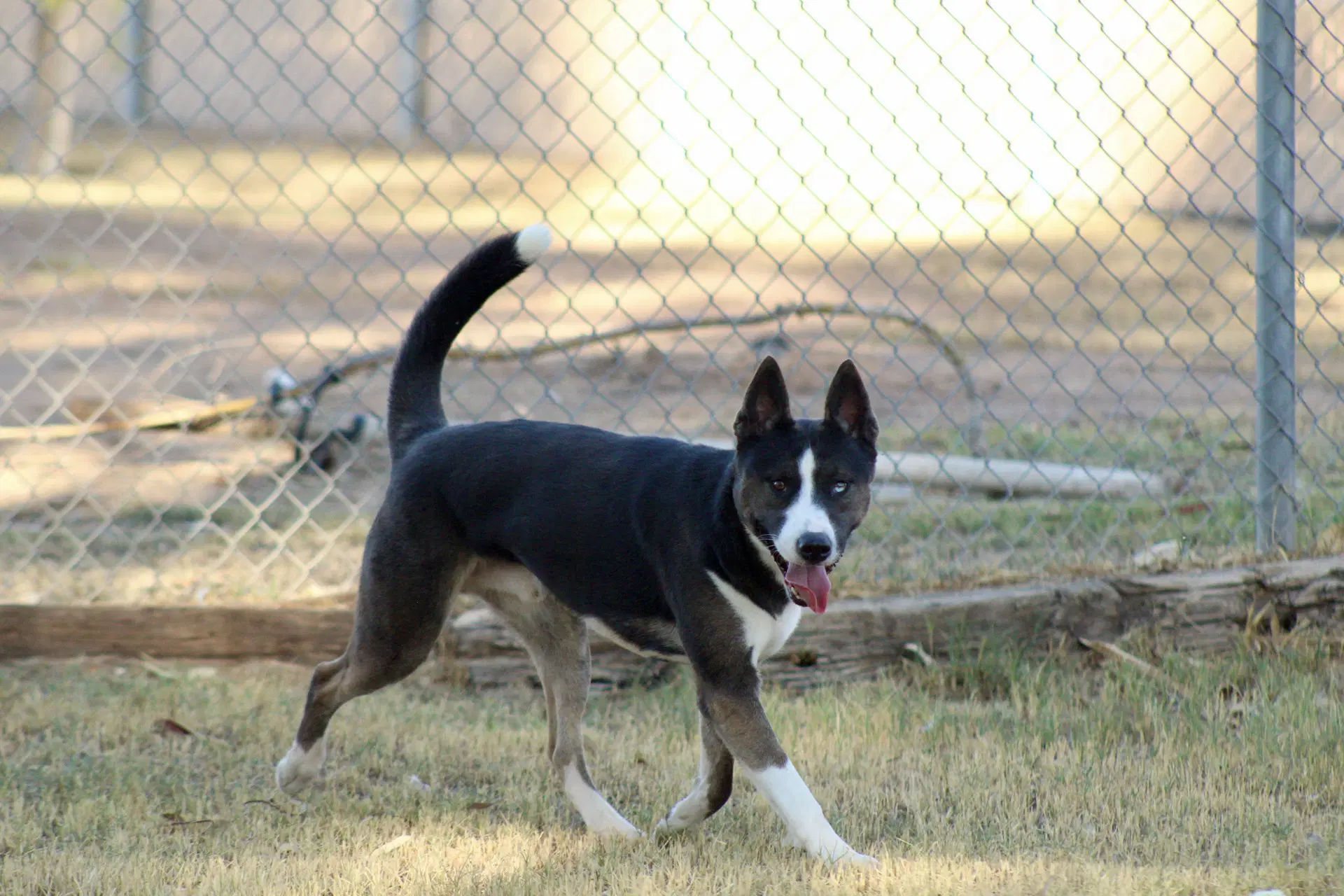 Monty image 2