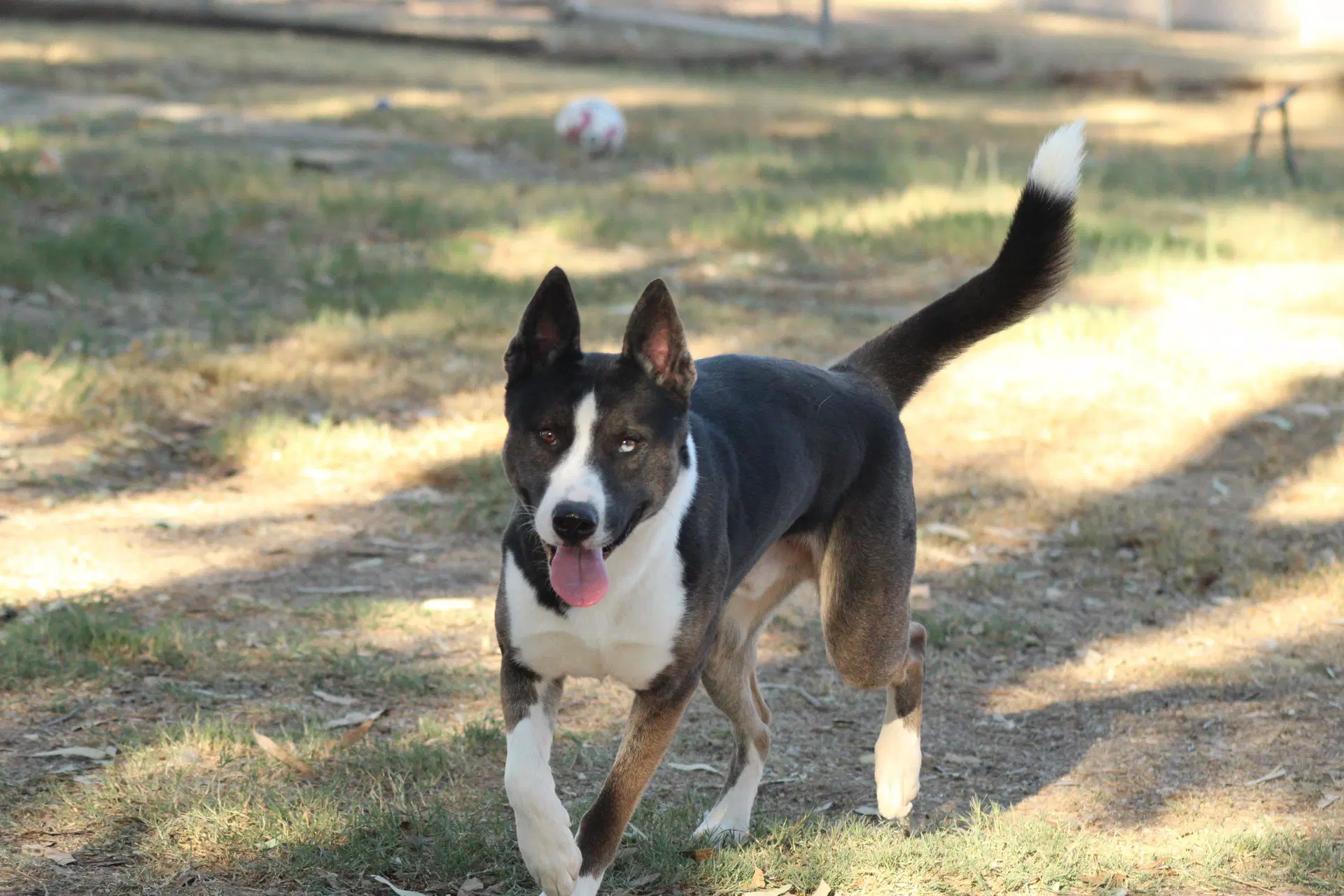Monty image 3