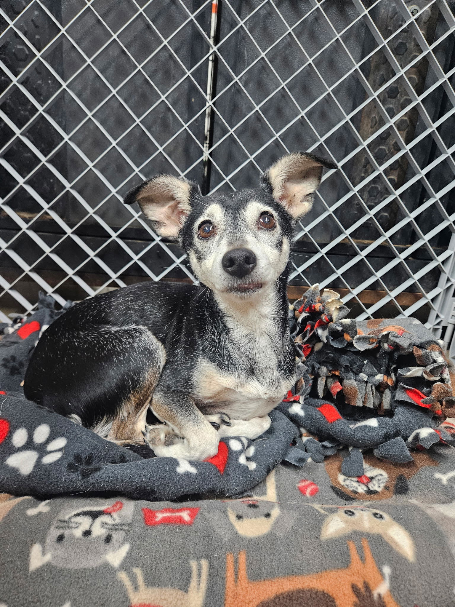 adoptable Dog in El Centro, CA named Zeke