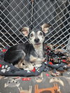 adoptable Dog in  named Zeke