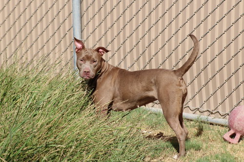 DALLAS - Pit Bull Terrier available for adoption