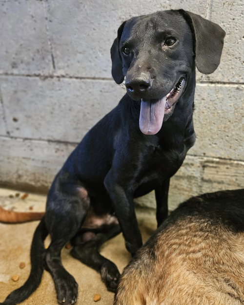 BRAND - Labrador Retriever / Hound available for adoption