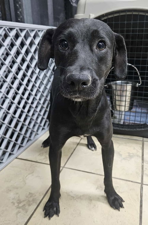 HAPPY - Labrador Retriever available for adoption