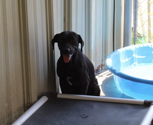 HAPPY - Labrador Retriever available for adoption