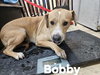 Bobby - Photo 2