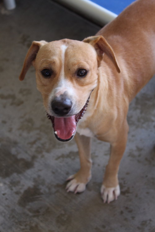 picture of the dog needing adoption