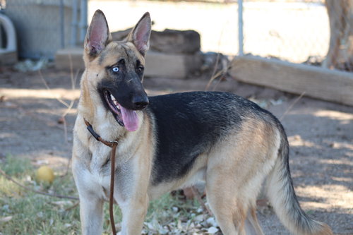HUBIE - Shepherd / Husky available for adoption