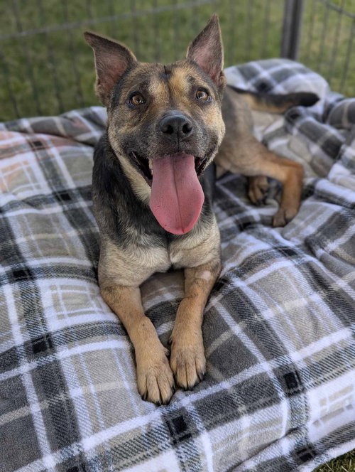 CERSI - Beagle / Pit Bull Terrier available for adoption