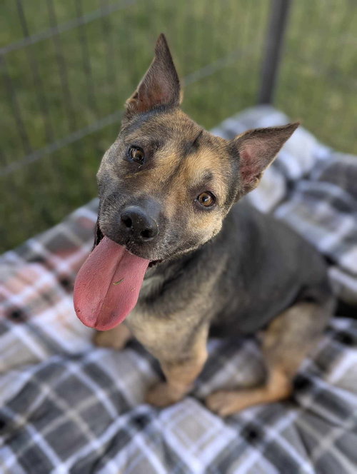 CERSI - Beagle / Pit Bull Terrier available for adoption