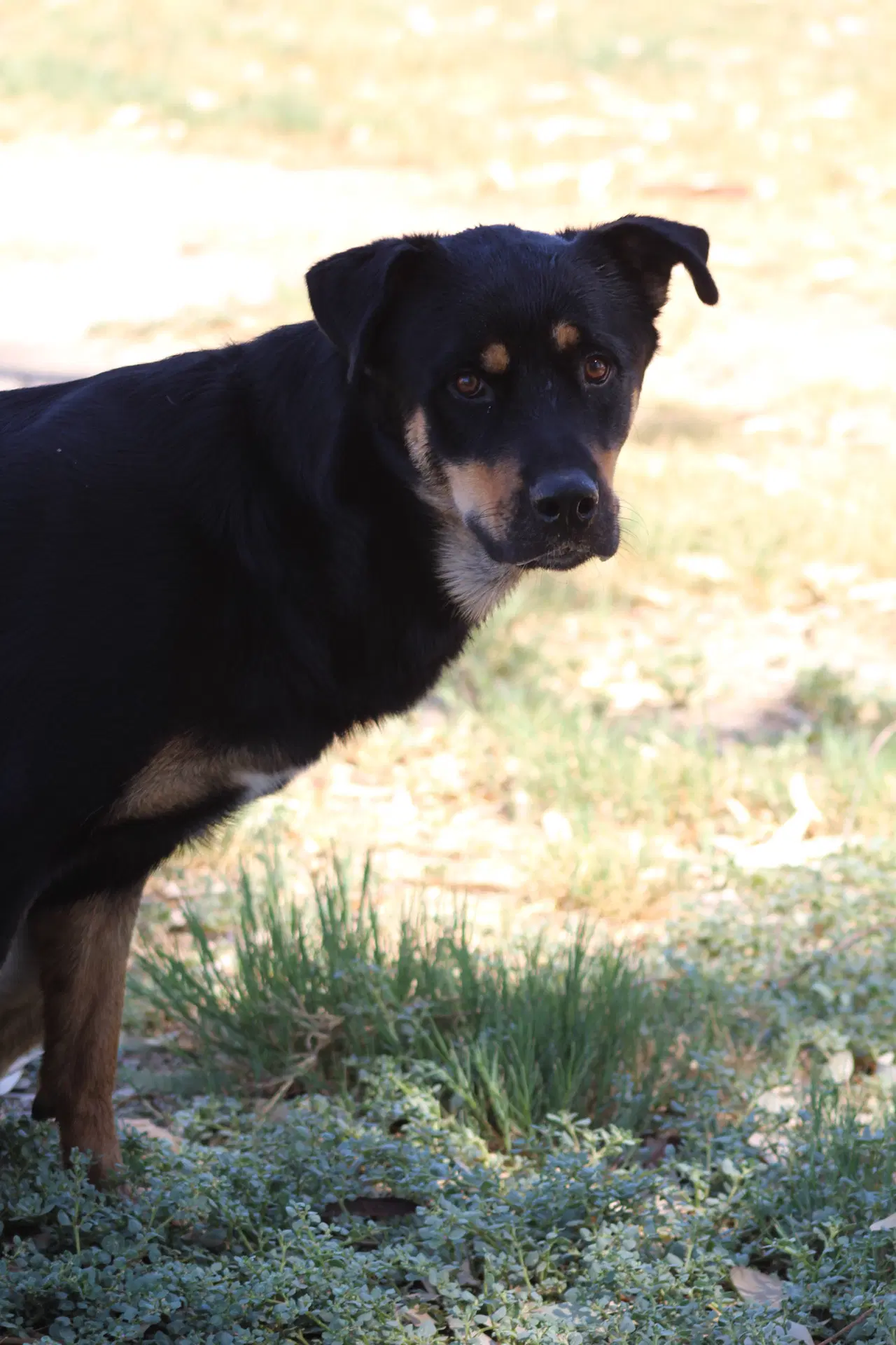 Lurch - Rottweiler