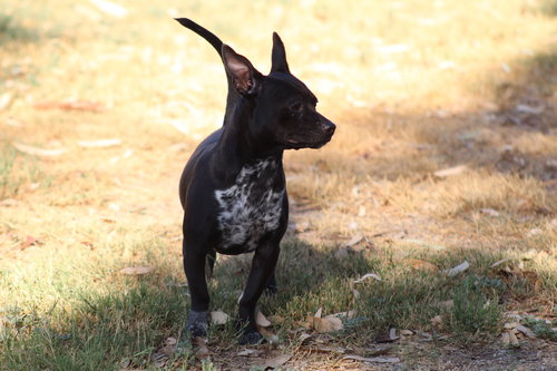 picture of the dog needing adoption