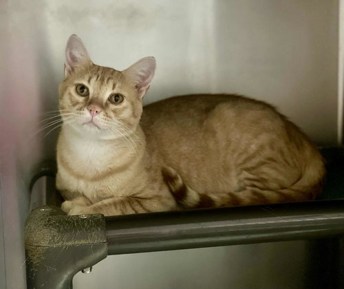 TIGGER - Domestic Short Hair available for adoption