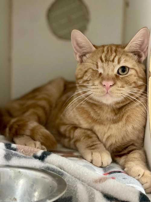 picture of the cat needing adoption
