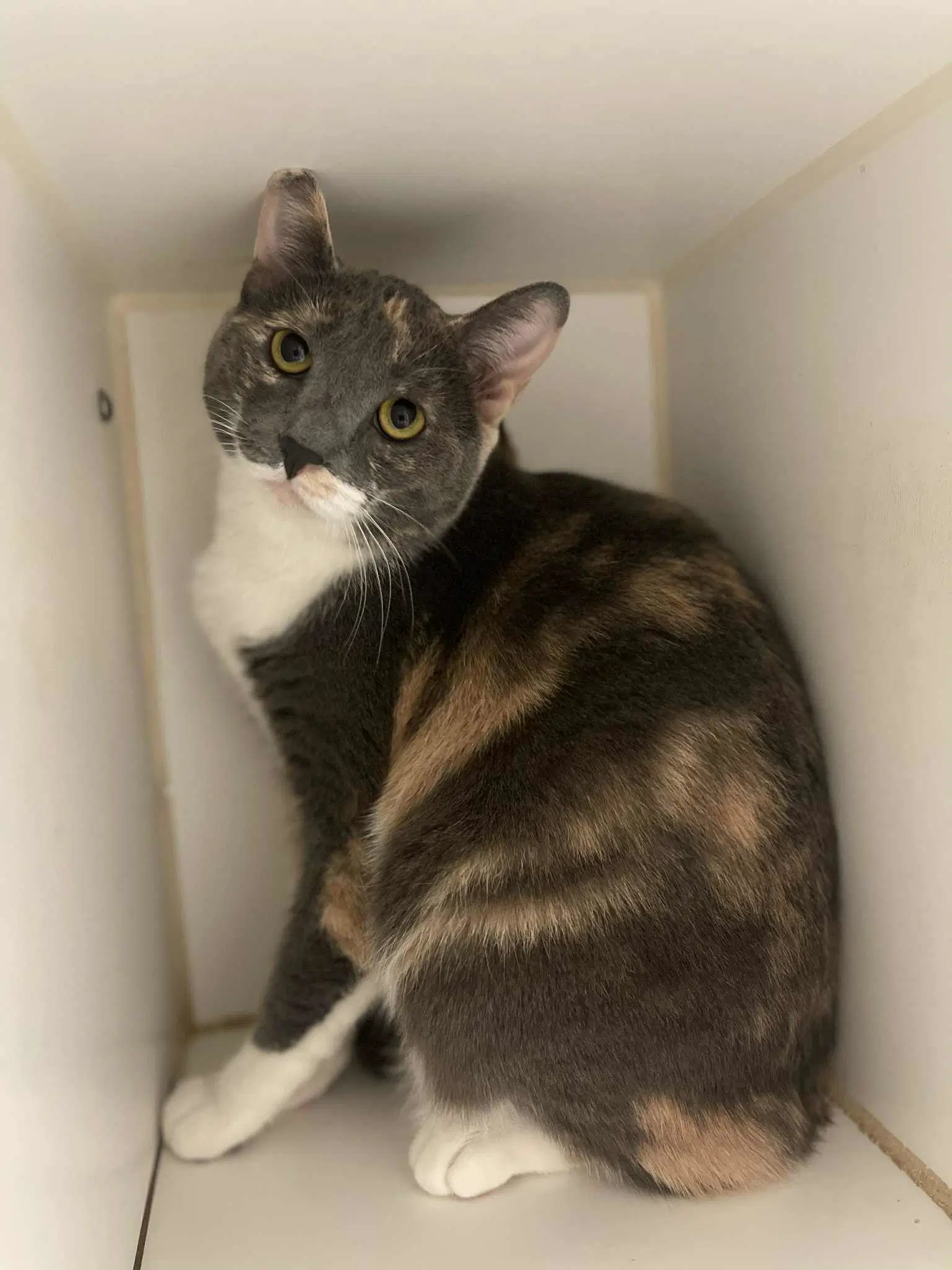 Frankie - Domestic Short Hair