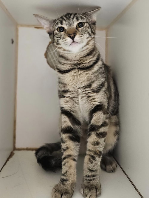 picture of the cat needing adoption