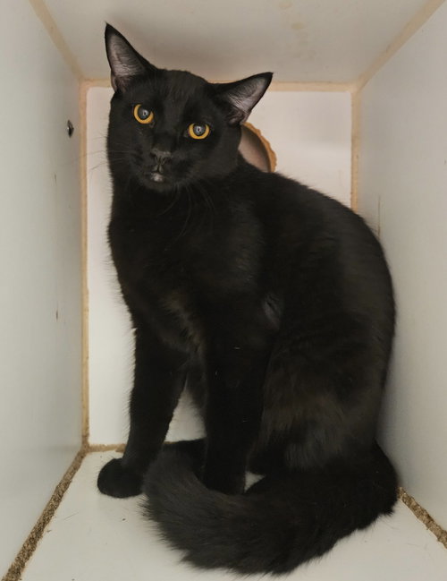 picture of the cat needing adoption