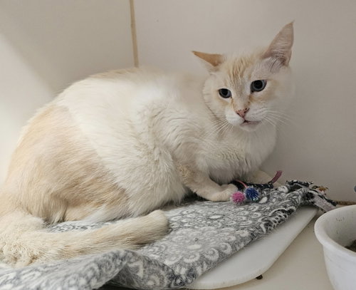 PEG-LEG PETE - Siamese available for adoption