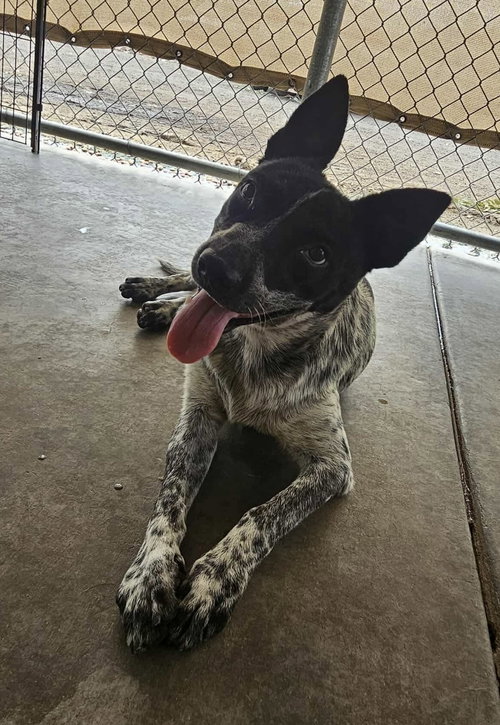 picture of the dog needing adoption