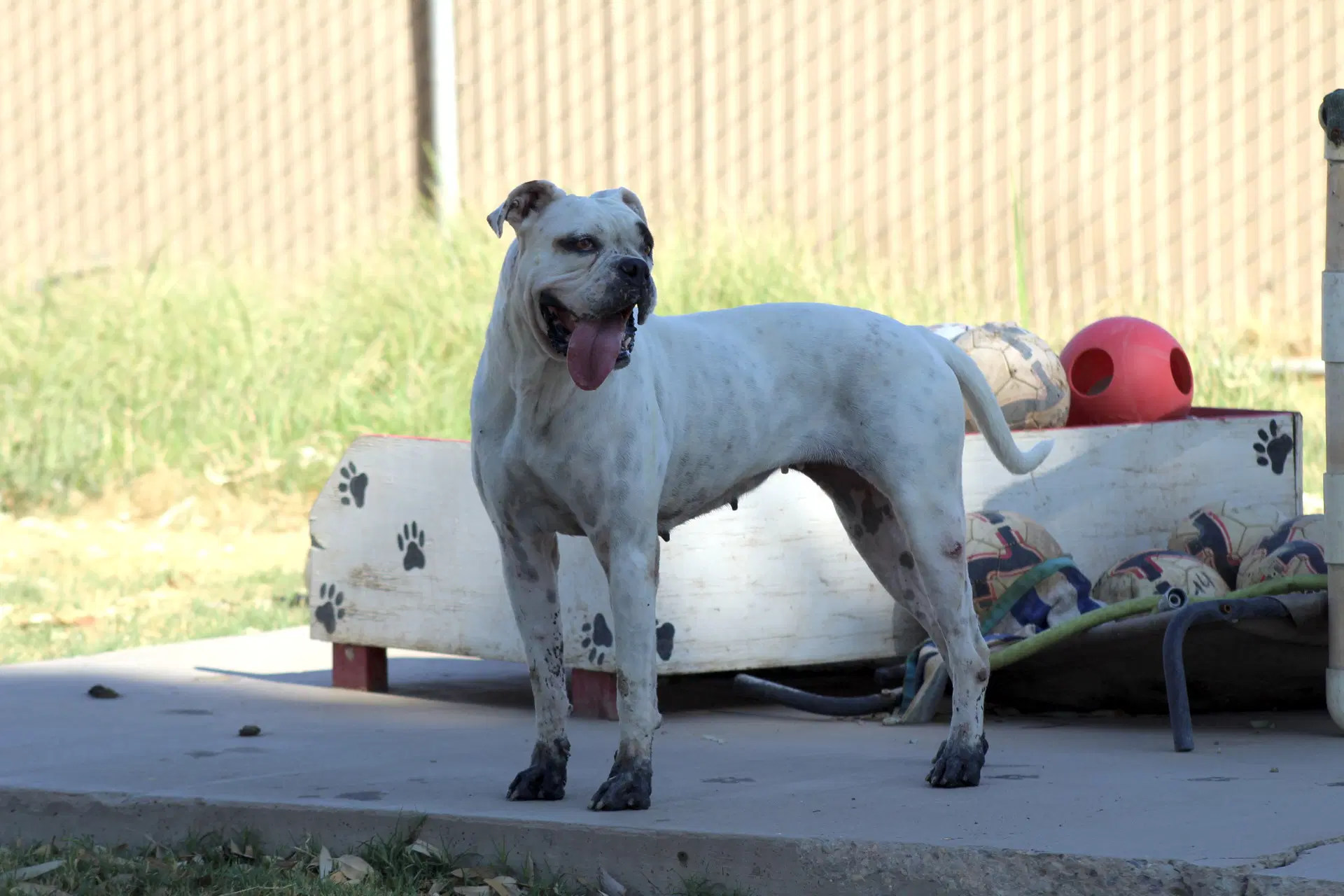 Manchas - Bulldog