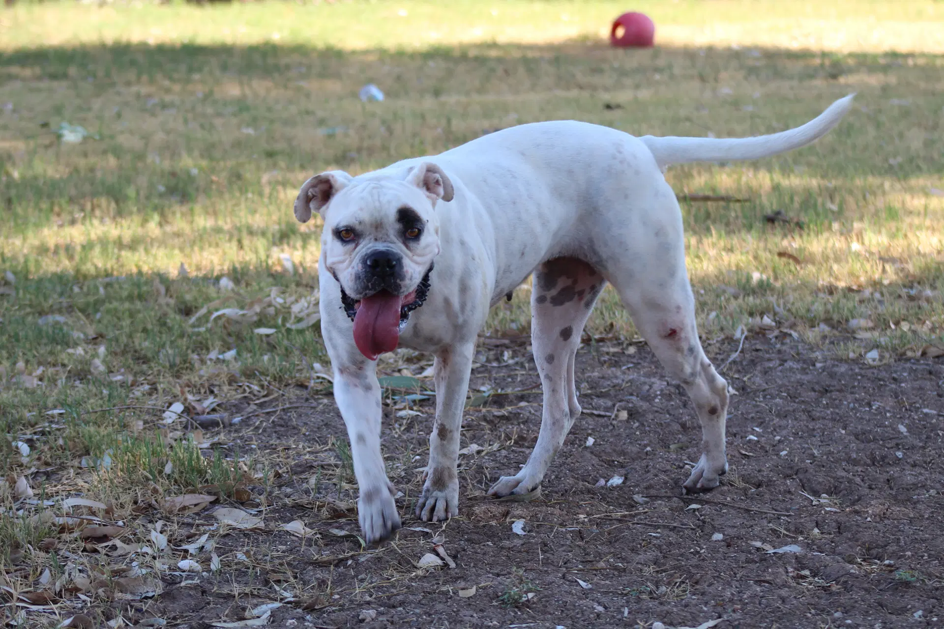 Manchas image 2