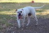 Manchas - Photo 2