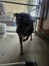 Echo - Photo 3