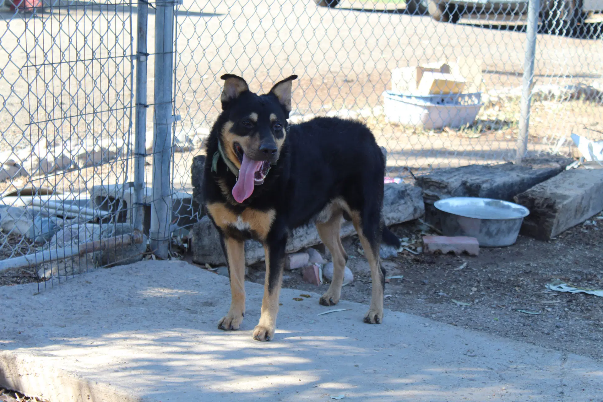 Echo - Shepherd