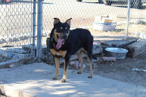 picture of the dog needing adoption