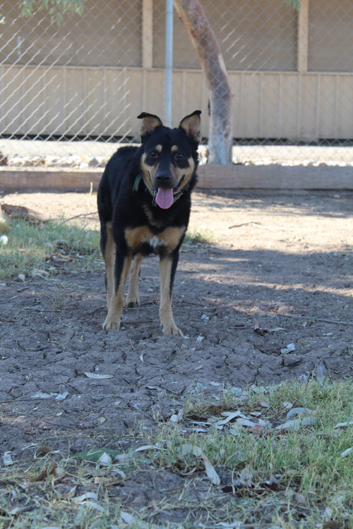 ECHO - Shepherd available for adoption