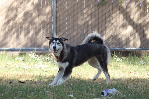 MELINDA - Alaskan Malamute available for adoption