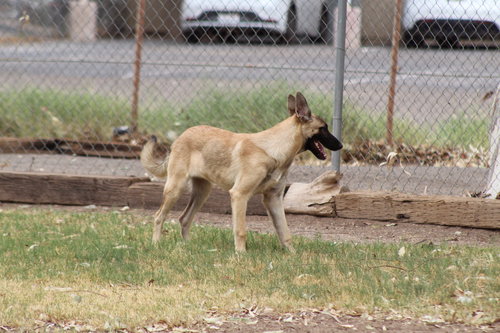 CASPER - German Shepherd Dog available for adoption