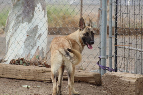 CASPER - German Shepherd Dog available for adoption