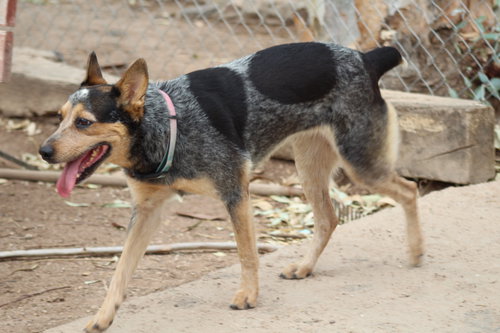 picture of the dog needing adoption