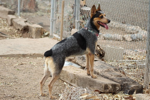 MINERVA - Queensland Heeler available for adoption
