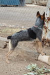 Minerva - Photo 3