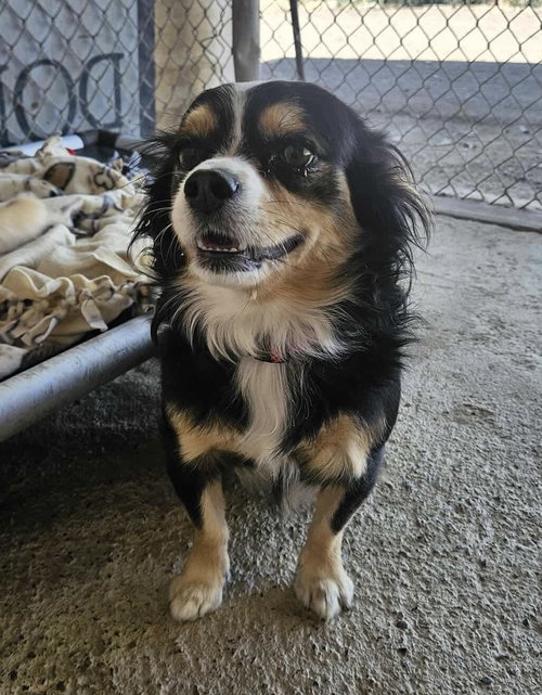 picture of the dog needing adoption