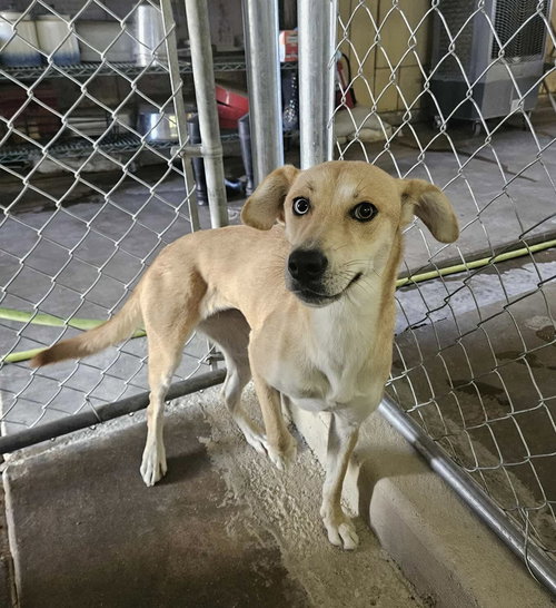 picture of the dog needing adoption