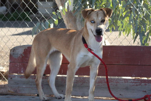 SOLEIL - Labrador Retriever available for adoption
