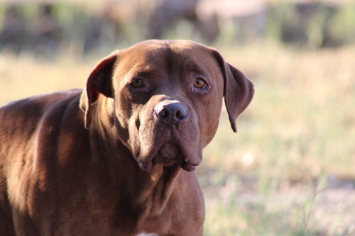 EDWARD - Dogue de Bordeaux available for adoption