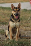 Taffy - Photo 1