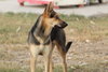 Taffy - Photo 2