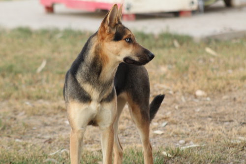 TAFFY - Shepherd available for adoption