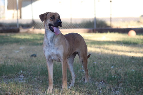 PIXIE - Hound available for adoption